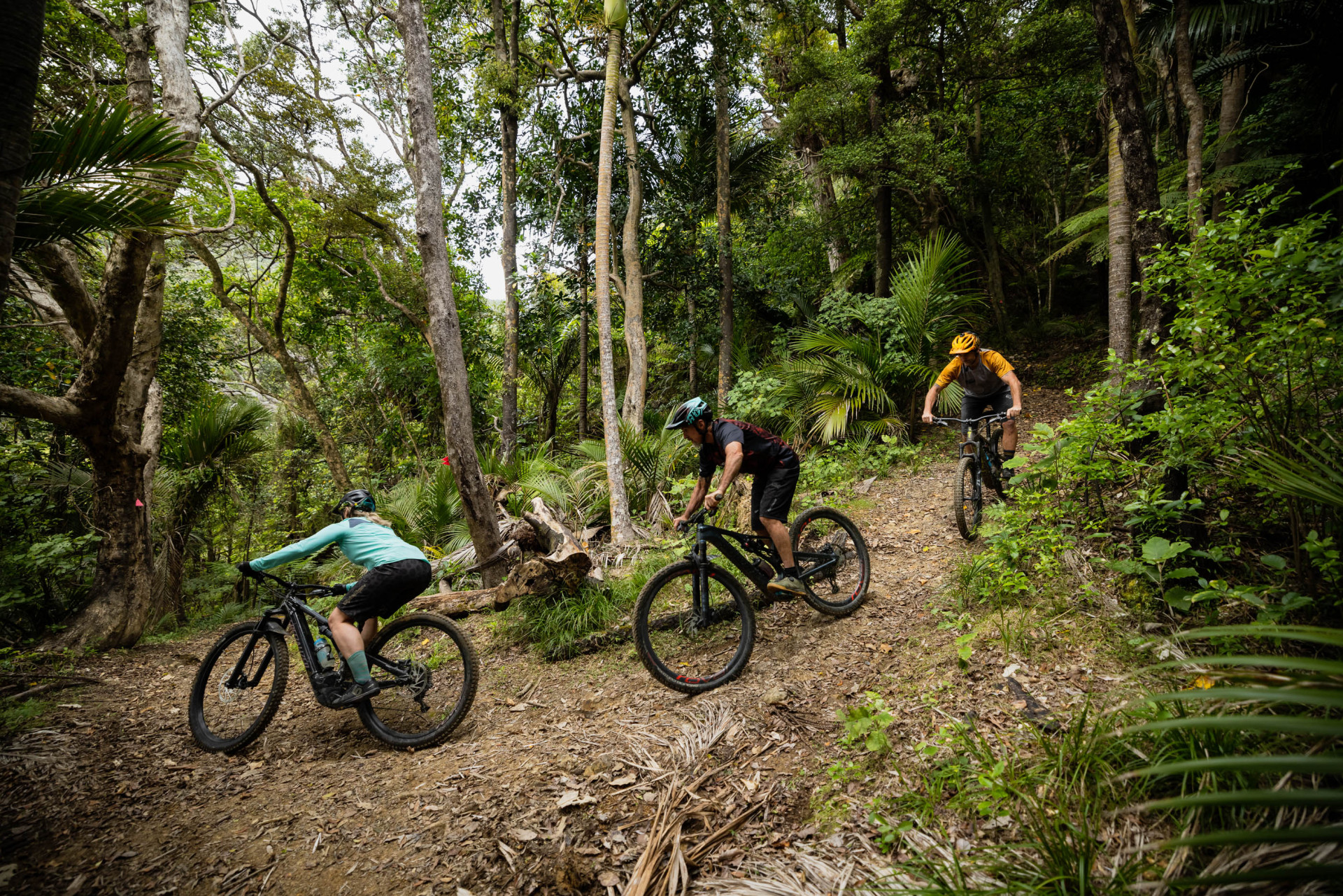 Coromandel MTB Ride Coromandel