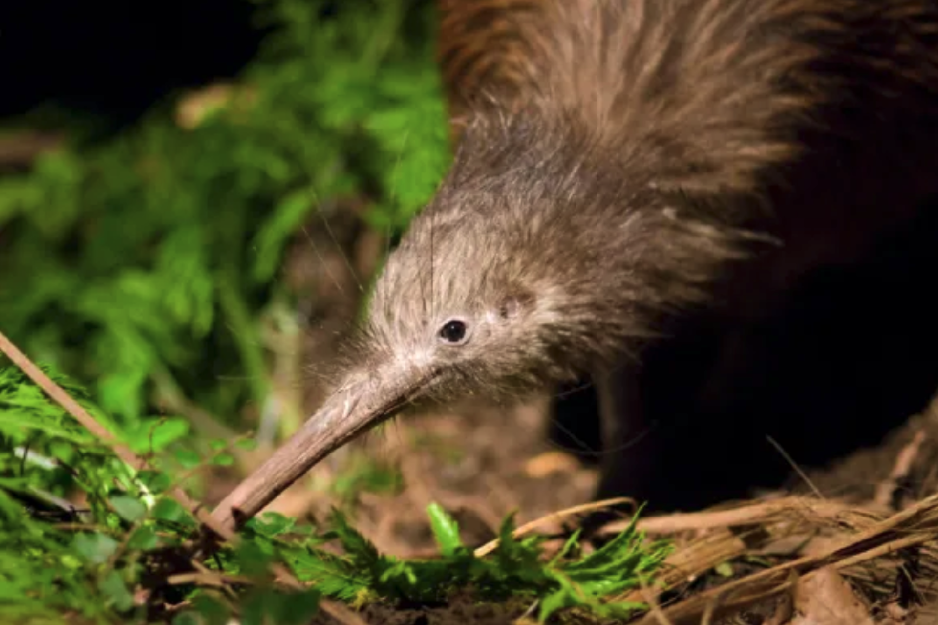 Little Brown Coromandel Kiwi
