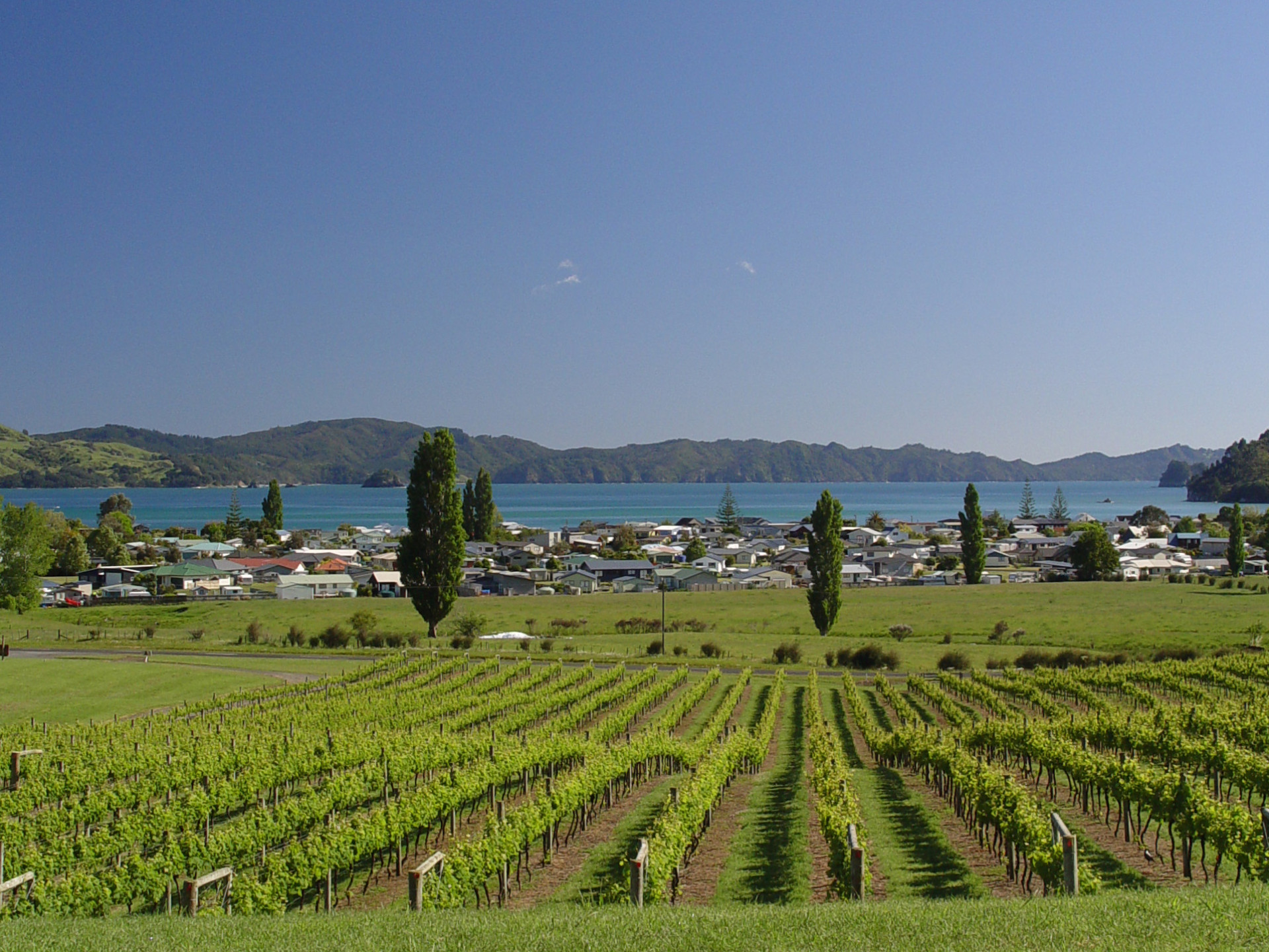Mercury Bay Estate Vineyard