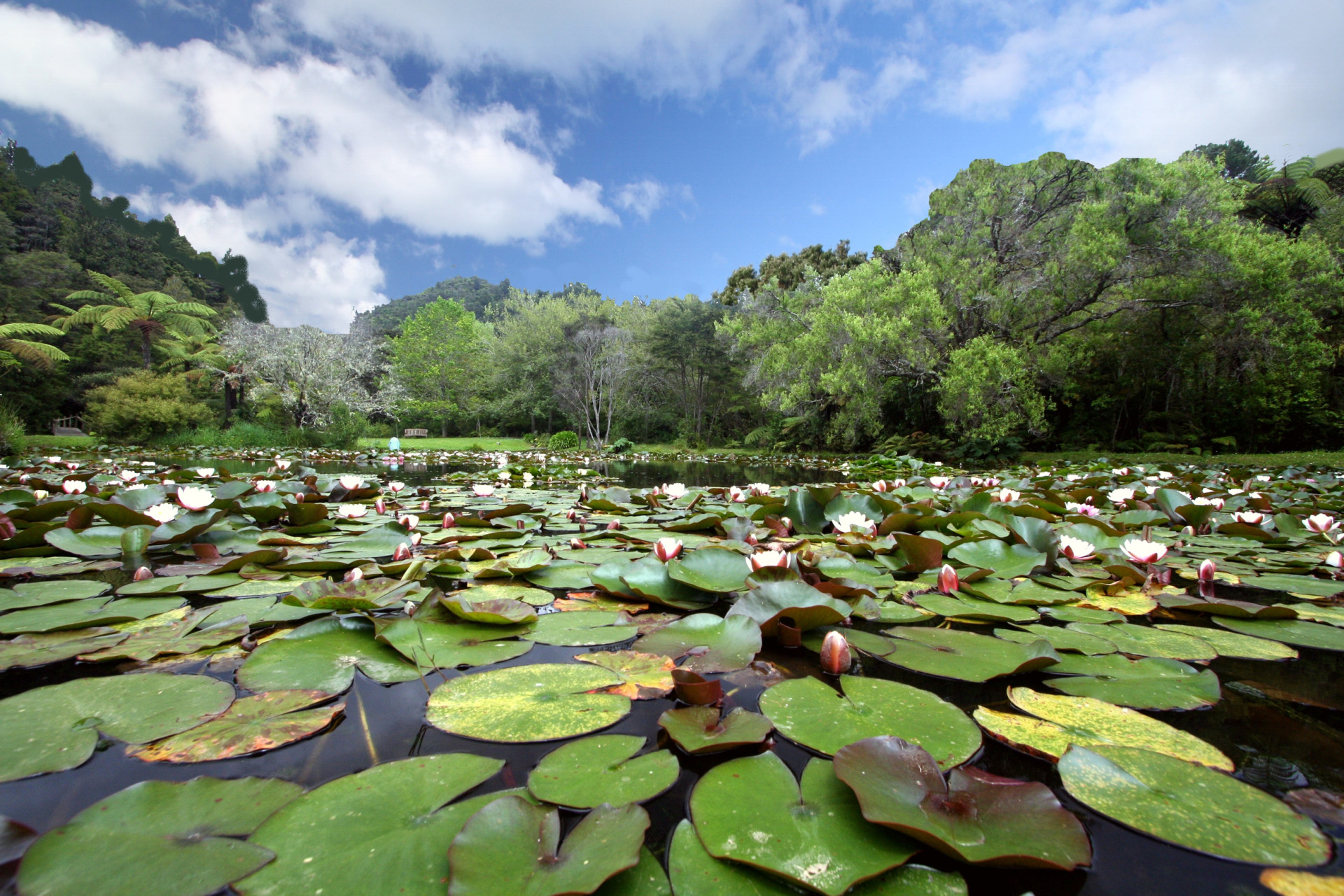 Rapaura Watergardens